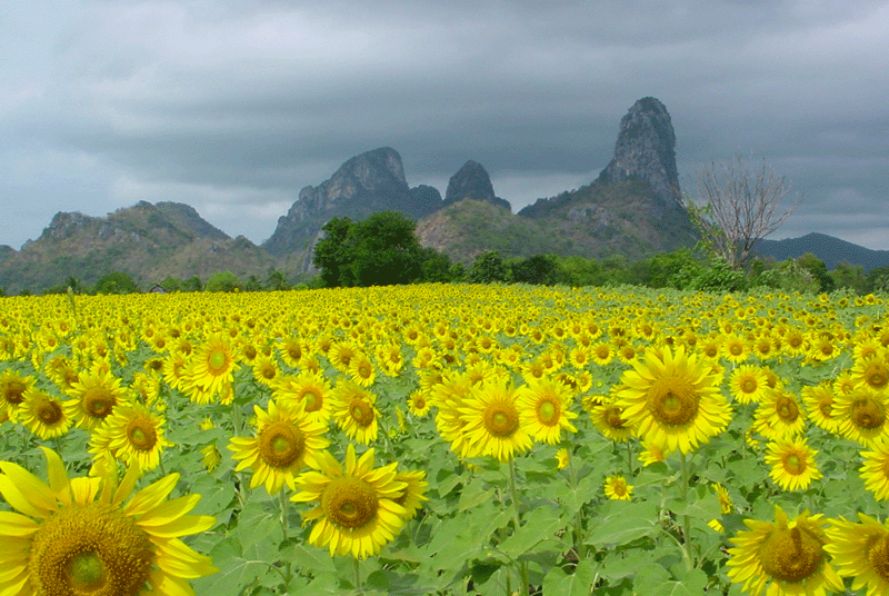 $$ Click again to English pages $$